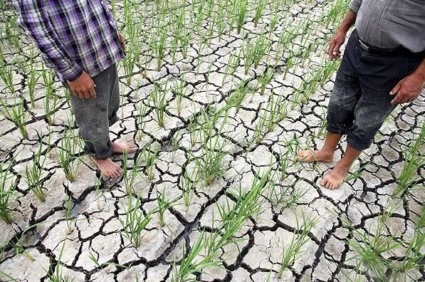 رنجوری برنجکاران؛ خشکسالی در شالیزارها قد می کشد| خروج ۴۰ هزار هکتار مزرعه از کشت