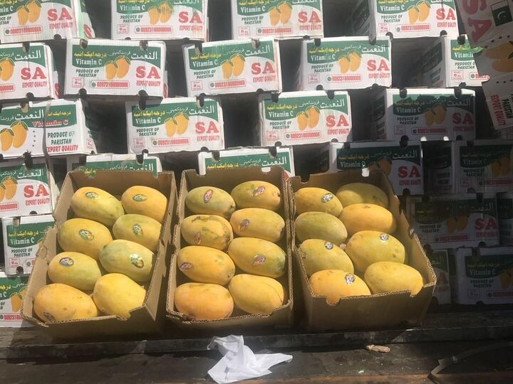 واردات انبه پاکستانی به کشور از مبادی رسمی سیستان وبلوچستان آغاز شد  واردات انبه پاکستانی به کشور از مبادی رسمی سیستان وبلوچستان آغاز شد