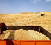 خرید گندم در اردبیل ۱۰ درصد افزایش یافت
