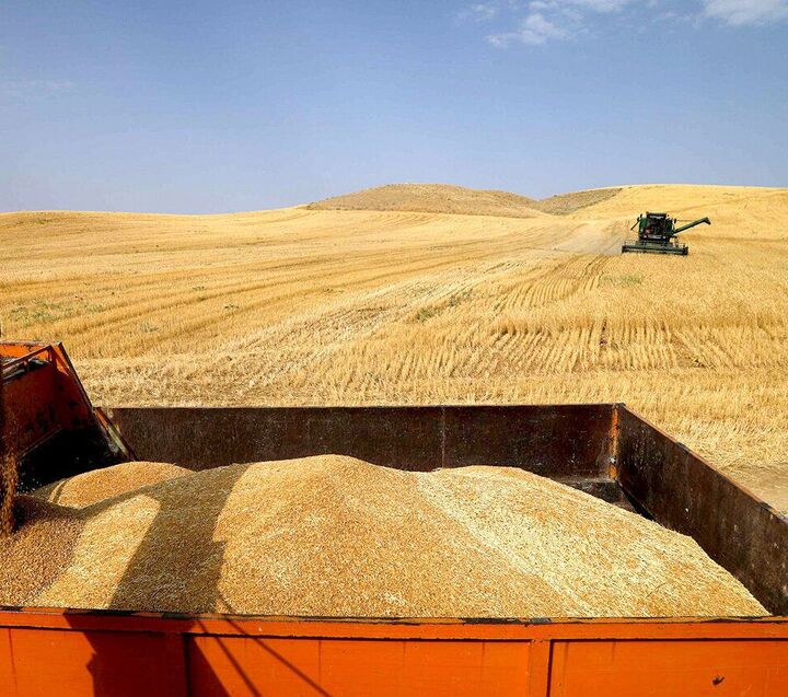 ۴۵ هزار تن گندم از کشاورزان بوشهر خریداری شد| پرداخت ۶۲۵ میلیارد تومان به گندمکاران