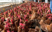 بزرگترین صادرکننده مرغ جهان با شیوع آنفولانزا وضعیت اضطراری اعلام کرد