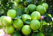 خرید توافقی لیمو و گوجه فرنگی کشاورزان از سوی تعاون روستایی