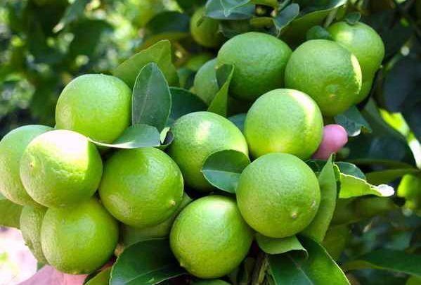 برداشت لیموترش در سطح ۴۱ هکتار از باغات ایلام آغاز شد برداشت لیموترش در سطح ۴۱ هکتار از باغات ایلام آغاز شد