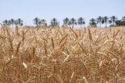خرید گندم از ۶۳۱ هزار کشاورز در ۳۱ استان