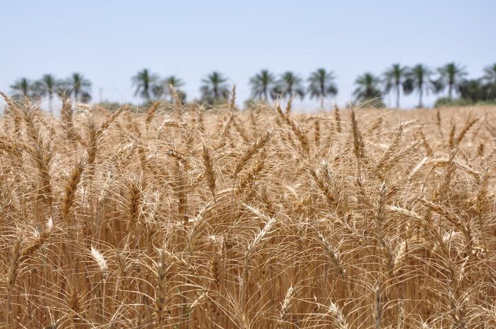 کشاورزان با نرخ ۱۹.۵ هزار تومانی گندم کاشتند