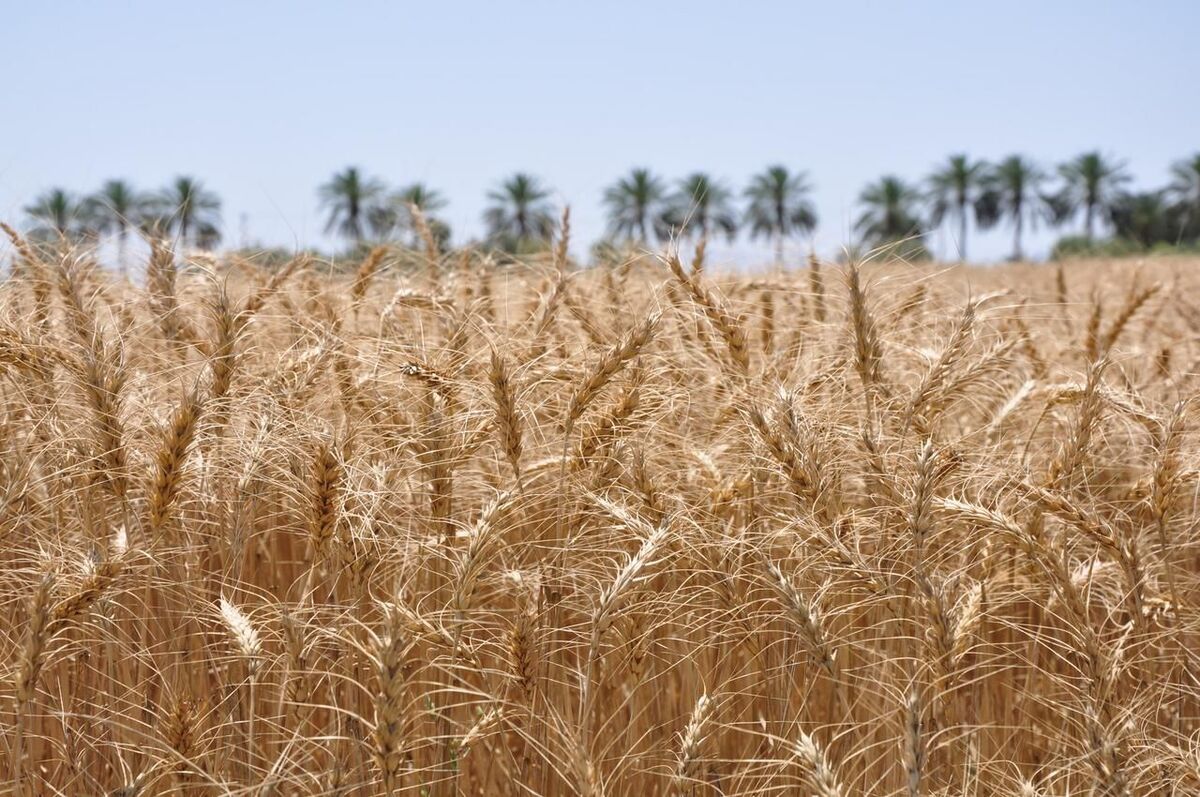 تولید گندم در مازندران ۲ برابر می شود