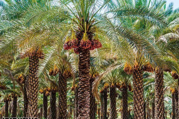 خرمای جنوب کرمان، قربانی خاموش آفت‌ ها و سیاست‌ های صادراتی