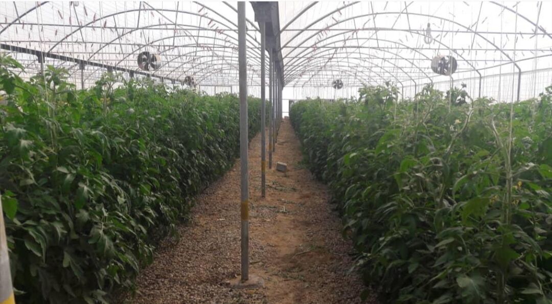 ایجاد بیش از ۱۰۰۰ شغل توسط پستبانک استان بوشهر|۴۰۲ طرح اشتغال روستایی اجرا شد