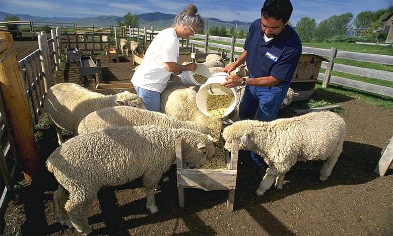 چگونه گوسفندان را چاق کنیم
