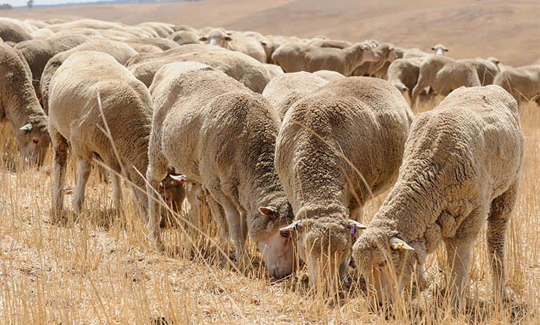 پرورش گوسفند در مناطق خشک
