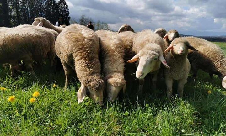 شیوه درست تغذیه گوسفند و تهیه خوراک برای گله