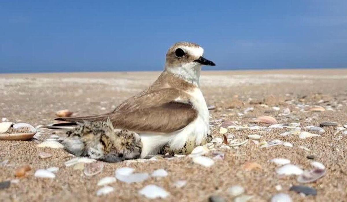 «بزنگان» عروس شوربخت خراسان | تکرار داستان ارومیه در شرق کشور