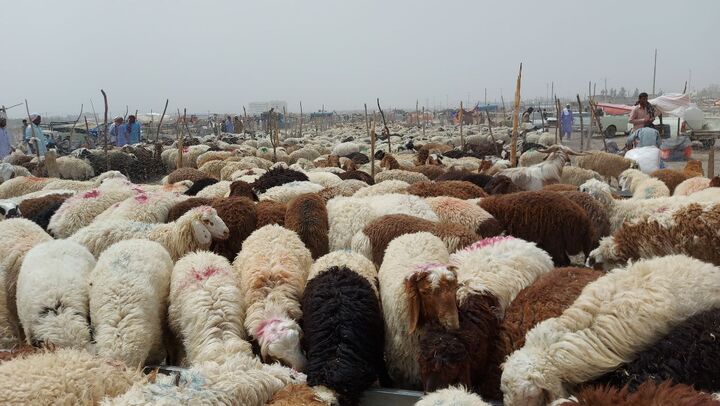 ماجرای واردات دام زنده از آفریقا برای جبران کمبود دام کشور ماجرای واردات دام زنده از آفریقا برای جبران کمبود دام کشور