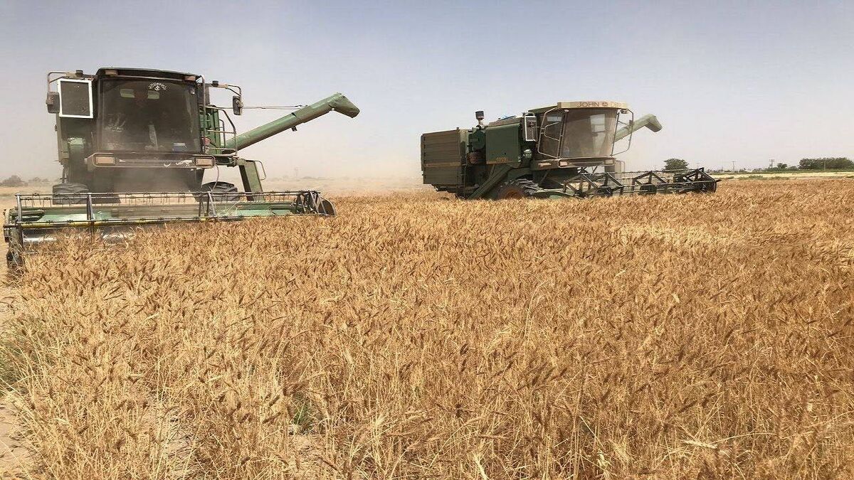 جولان کمباینهای فرسوده در مزارع مازندران؛ طلایی که هدر میرود