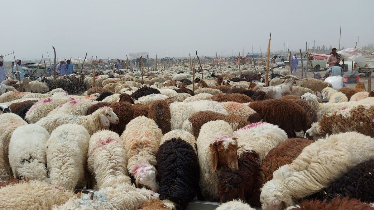 طلب ۱۴ میلیارد تومانی از کارخانه شیر | دولت دامدار را رها کرده است