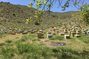 سایت روستایی، مرجع خرید عسل طبیعی و ژل رویال از زنبورداران