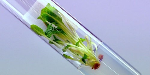 agrinet-tissueculture