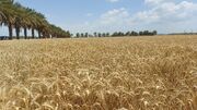 اجرای کشاورزی قراردادی در ۲۱ هزار هکتار از گندمزارهای مازندران