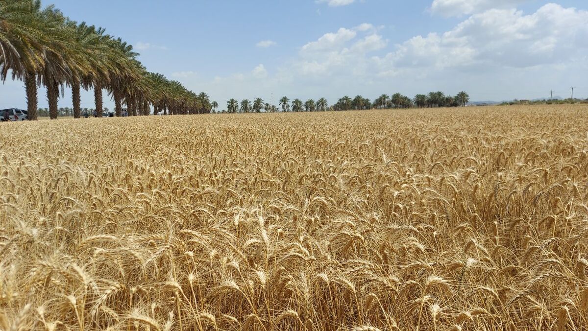 خرید یک هزار و ۵۲۰  تن گندم بذری از کشاورزان سیستان و بلوچستان