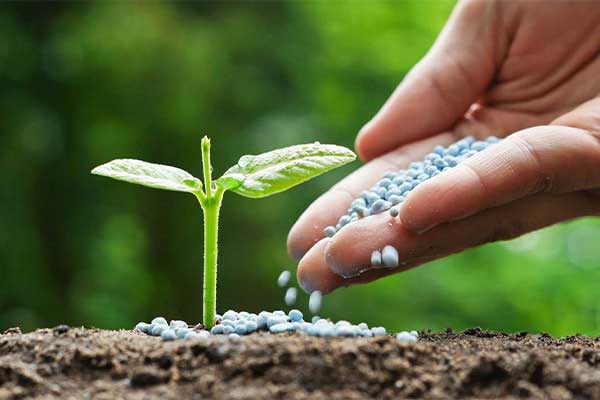 استفاده از اسیدبوریک برای گیاهان