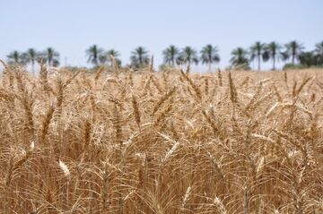 کم آبی و سرما به ۹۵ هزار هکتار از گندم زارهای دیم آذربایجان شرقی خسارت زد