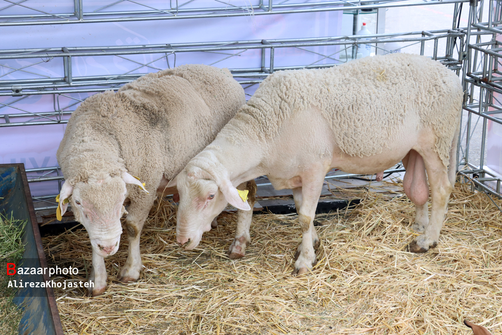 شرایط بیمه دام سبک در استان سمنان اعلام شد| بیمه های بد قول!