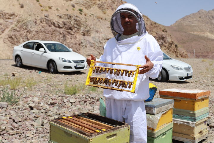 نجات کره زمین با ترویج فرهنگ زنبورداری| ظرفیت بی نهایت تولید ملکه زنبور برای توسعه زنبورداری کشور