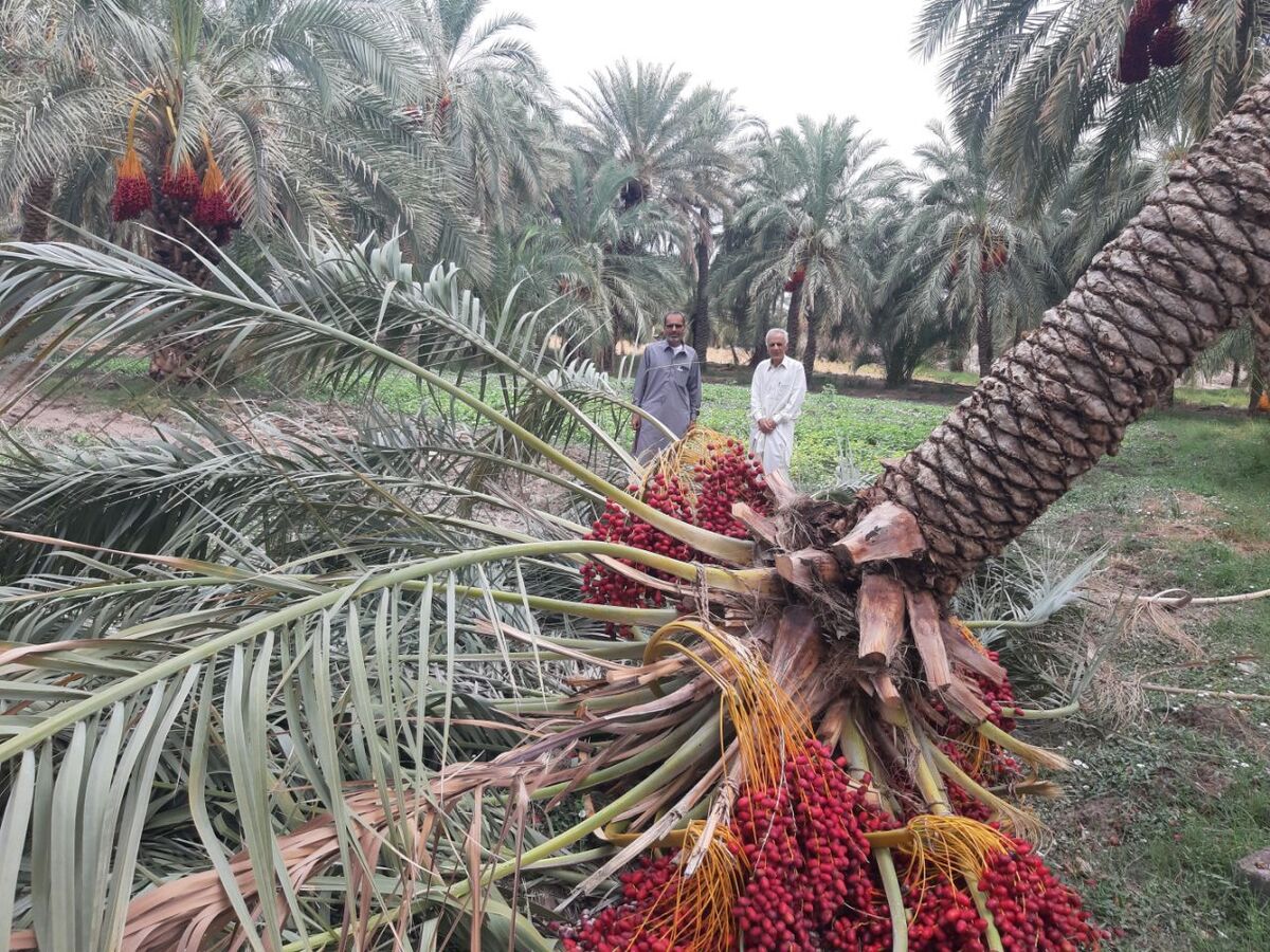 نخلستانهای بم در محاصره آفت نامرئی| تنه درختان را گل می گیرند