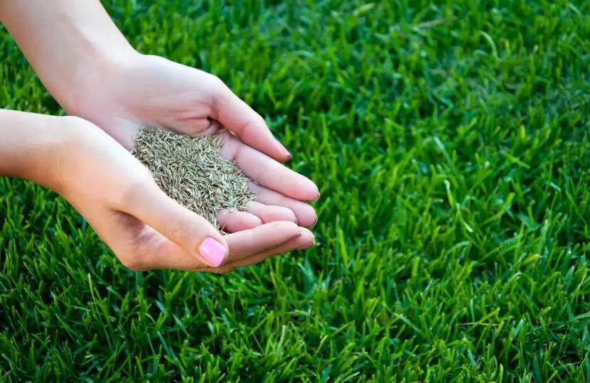 بذر چمن سوپر اسپرت