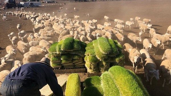 معایب مزایای علوفه هیدروپونیک در خوراک دام و یک سودآوری بزرگ