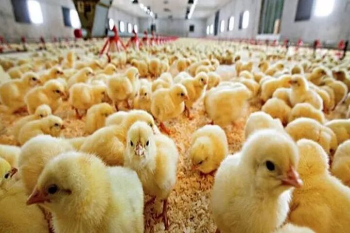 جوجه ریزی در ۱۰۱ واحد مرغداری استان همدان| بازار مرغ آرام است