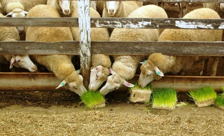 معایب مزایای علوفه هیدروپونیک در خوراک دام و یک سودآوری بزرگ معایب مزایای علوفه هیدروپونیک در خوراک دام و یک سودآوری بزرگ