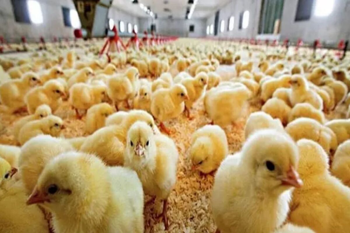 صنعت مرغ گلستان بیمار است| سیاستهای ناکارآمد جهاد کشاورزی