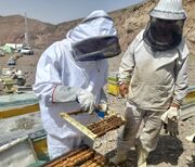 مشکل بیمه زنبورداران به دلیل خلاء قانونی در این حوزه است| زنبورداران سهمیه نهاده خود را سوزاندند