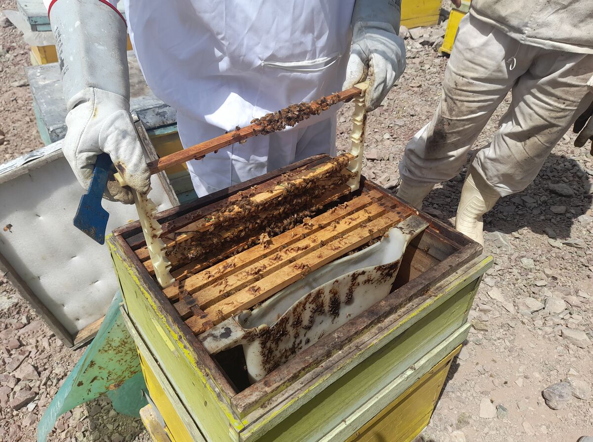 آسیب هایی که از خارج و داخل به زنبوردار می زنند| پاسخ جهاد کشاورزی به گلایه تولید کنندگان عسل