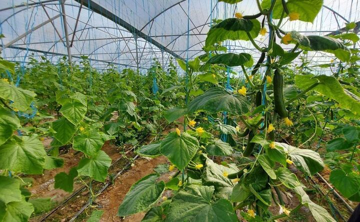بهره برداری از ۶۶ پروژه کشاورزی در گیلان