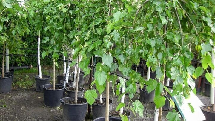 پیش بینی تولید بیش از ۱.۱ میلیون اصله نهال توت برای توسعه نوغانداری