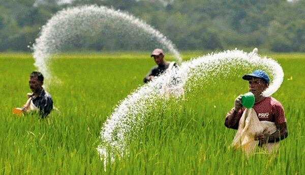 کشاورز قدرت خرید کود را ندارد کشاورز قدرت خرید کود را ندارد