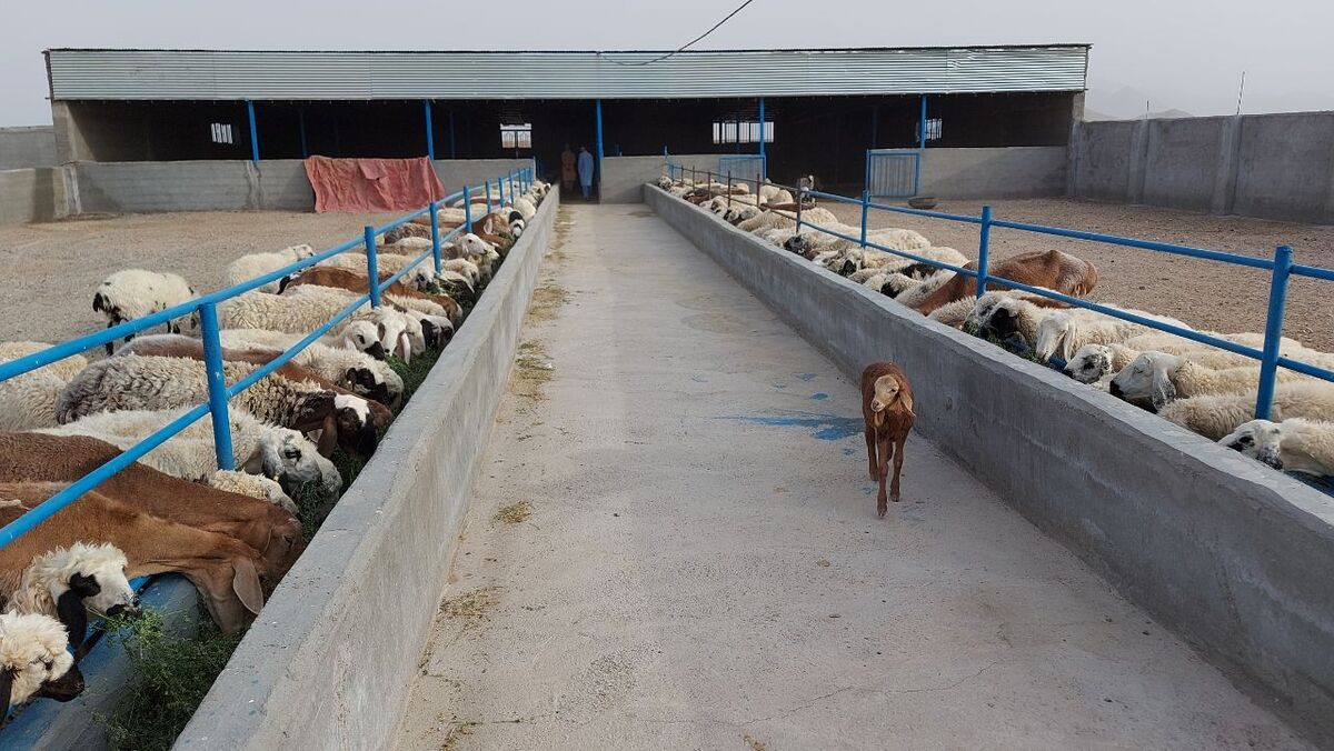 «اصلی» که درد سر ساز شد| بخشنامه امهال وام کشاورزان غیر قابل اجراست