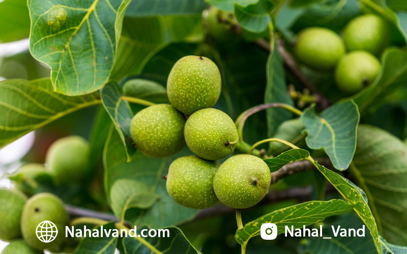 بررسی قیمت نهال گردو در نهالوند و پتانسیل سودآوری آن!