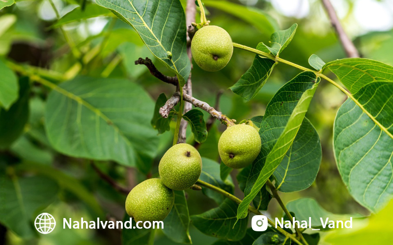بررسی قیمت نهال گردو در نهالوند و پتانسیل سودآوری آن!