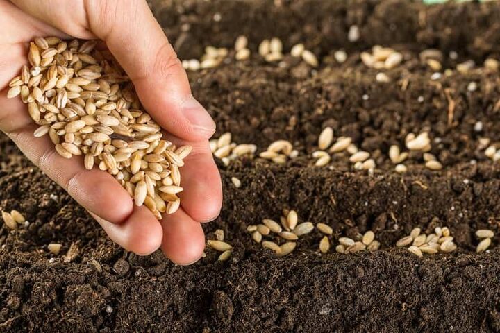 ۶۵ درصد از برنامه تولید بذر در قزوین تحقق یافت