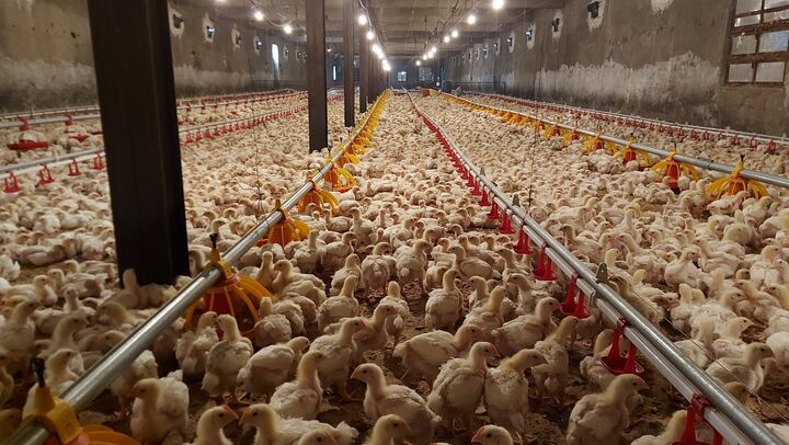 مرغداری های ایلام در انتظار حمایت| روزانه ۴۰ تن مرغ در بازار استان توزیع می شود