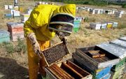 صادرات یک هزار و ۳۰۰ تن عسل از اردبیل