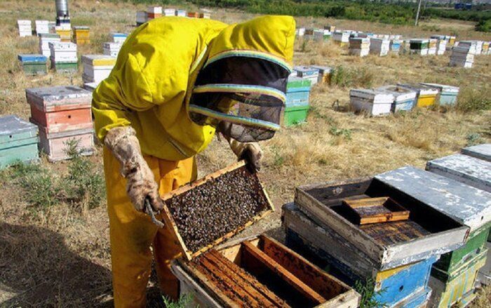 کام زنبورداران تنکابنی شیرین شد| تولید ۵۵۰ تن عسل