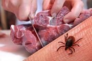 هشدار شیوع تب کریمه کنگو در فصل گرما| افراد از خرید گوشت غیرمجاز خودداری کنند