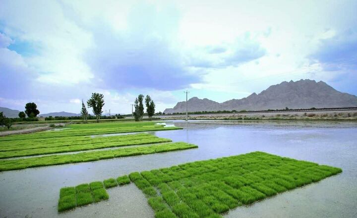 ۱۹۵ هزار هکتار از شالیزارهای گیلان برداشت شد ۱۹۵ هزار هکتار از شالیزارهای گیلان برداشت شد
