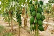 سیستان و بلوچستان خاستگاه تولید میوه های گرمسیری در کشور
