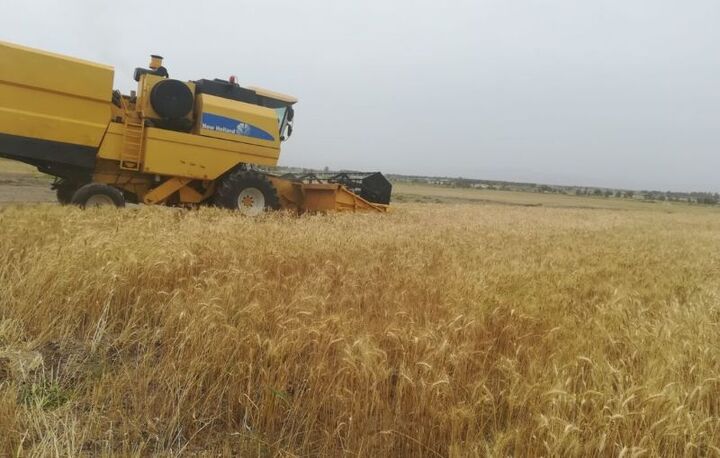 خرید تضمینی گندم چند درصد افزایش یافت؟ خرید تضمینی گندم چند درصد افزایش یافت؟