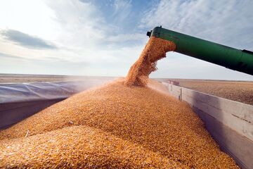 ۲۹ هزار تن گندم از تولیدکنندگان بوشهر خرید تضمینی شد